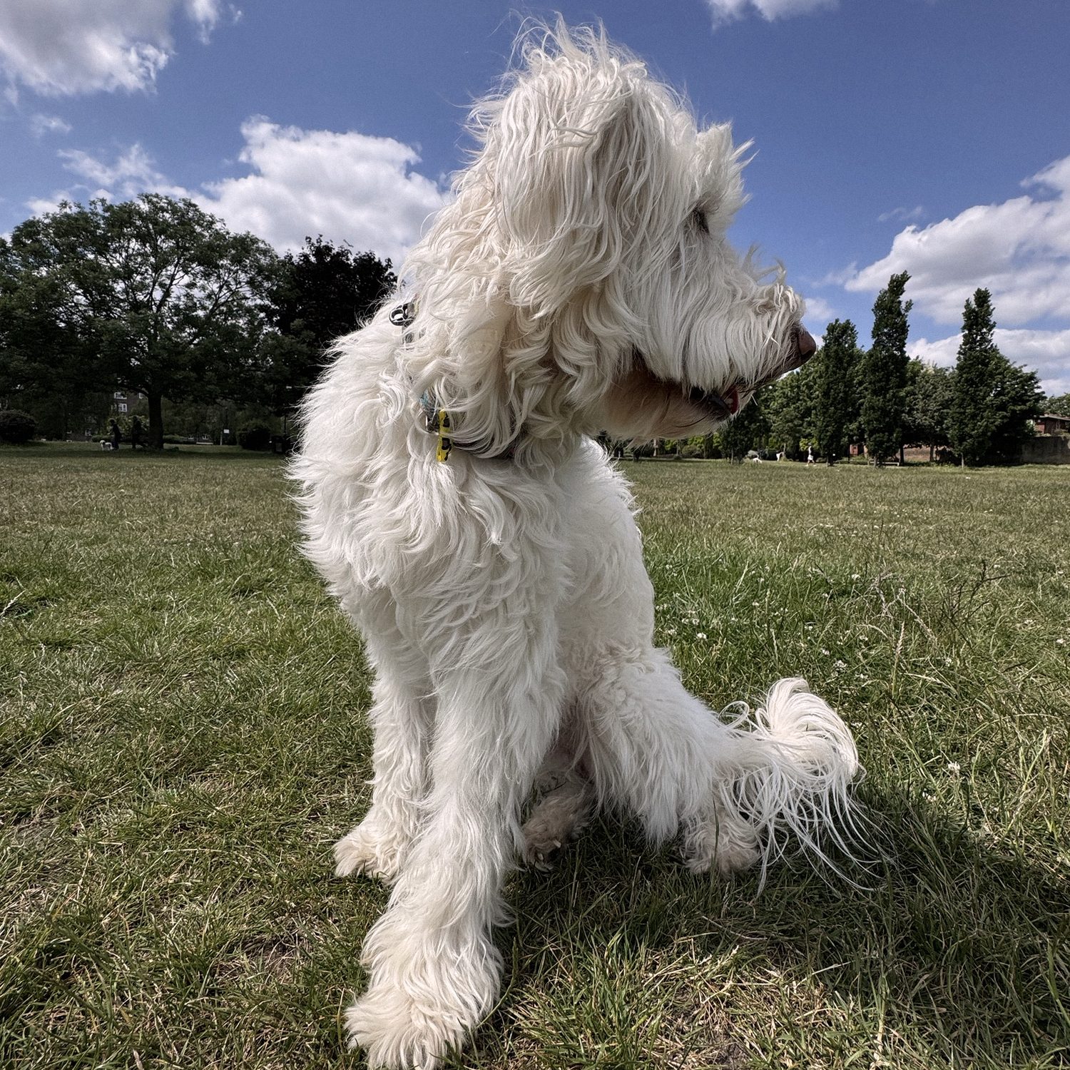 A white dog looking out across a park
