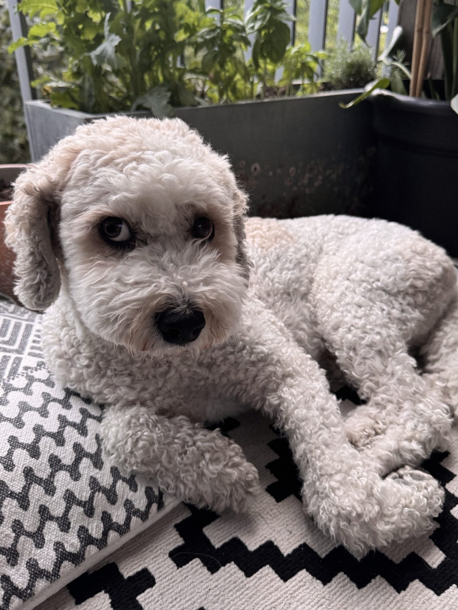 A curly dog relaxing on a balcony