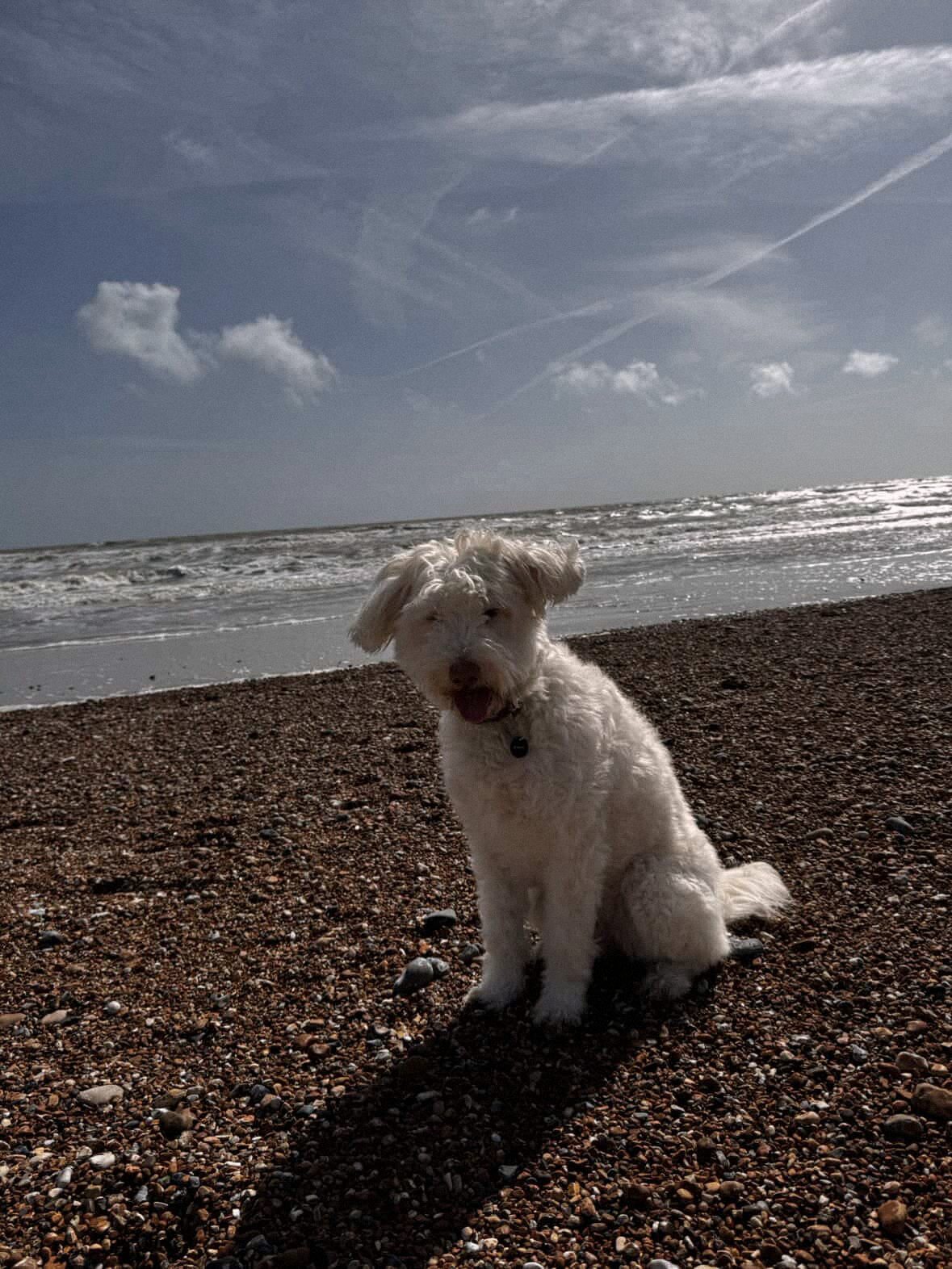A white dog sitting on a pebble beach by the sea