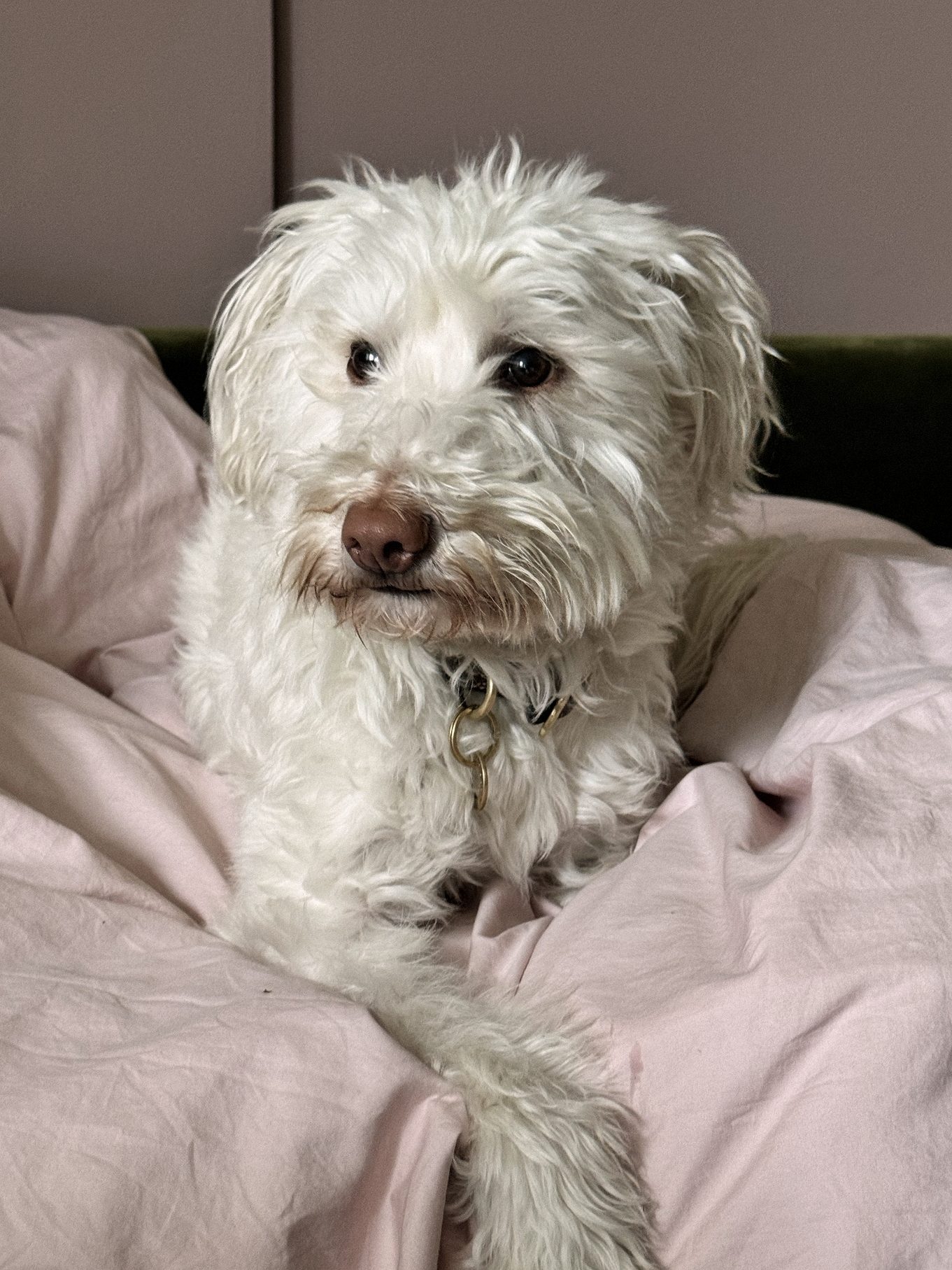 A white dog resting on soft pink bedding
