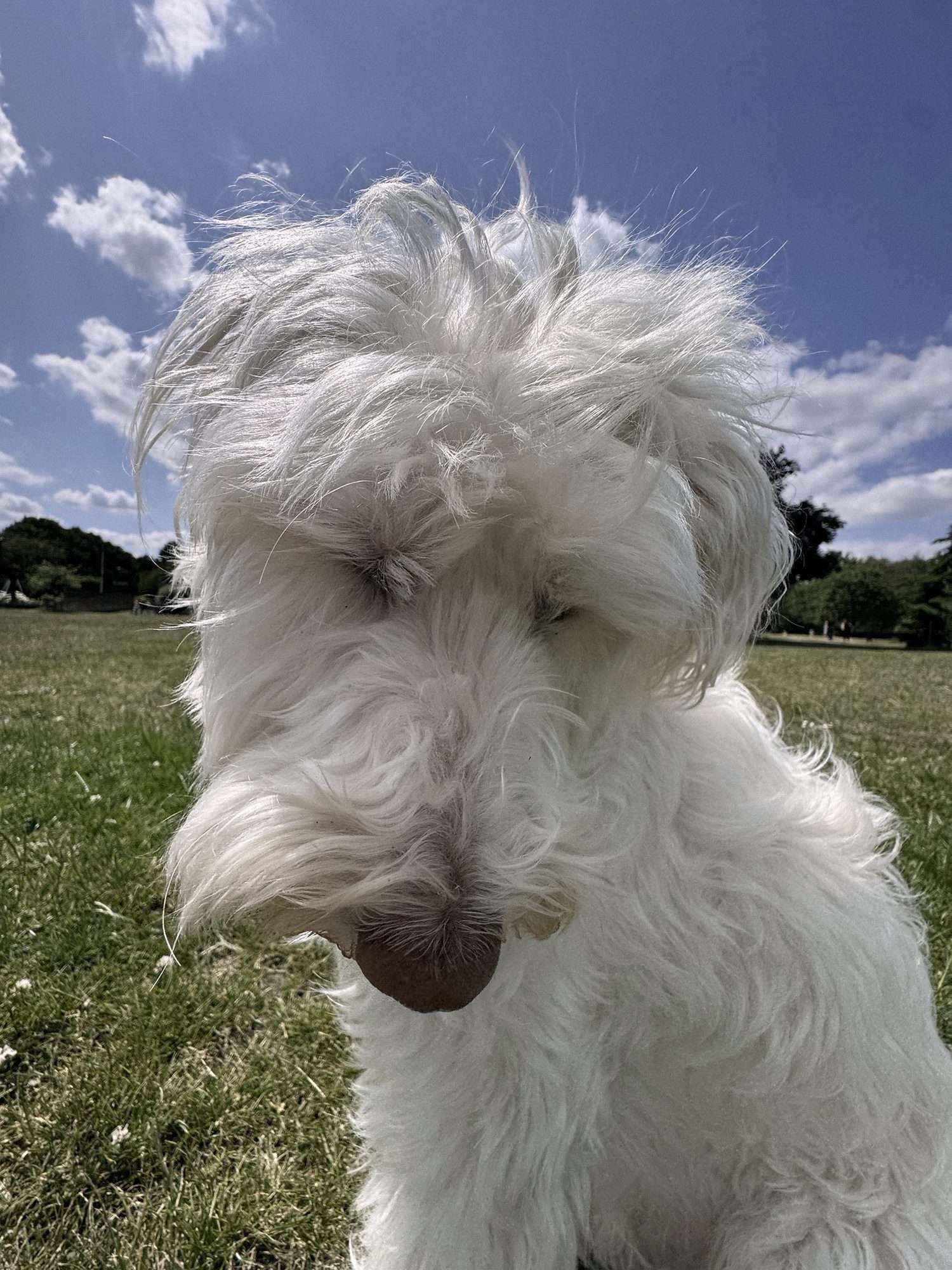 A white dog with windswept fur in a sunny park