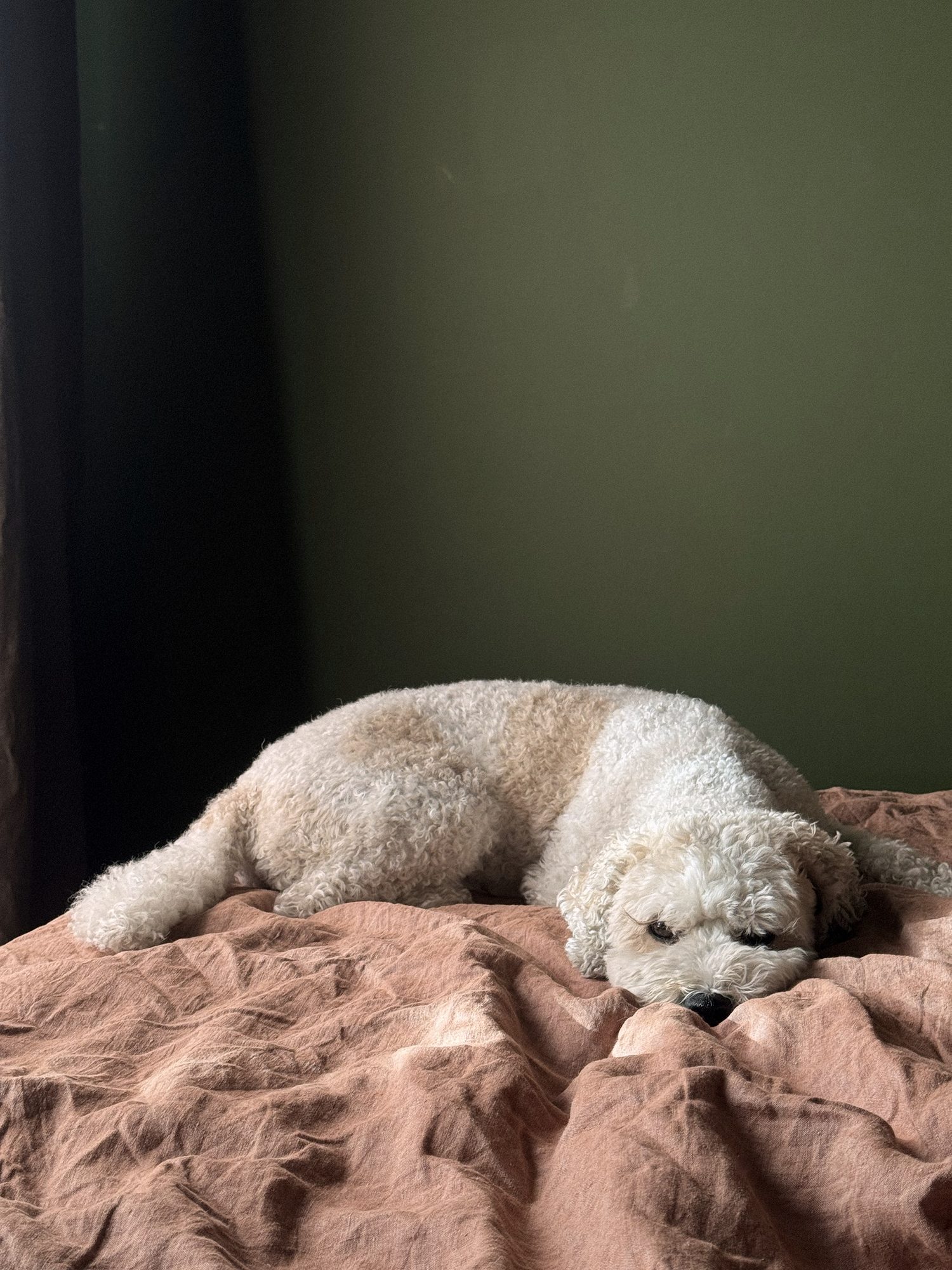 A small dog asleep on a soft blanket