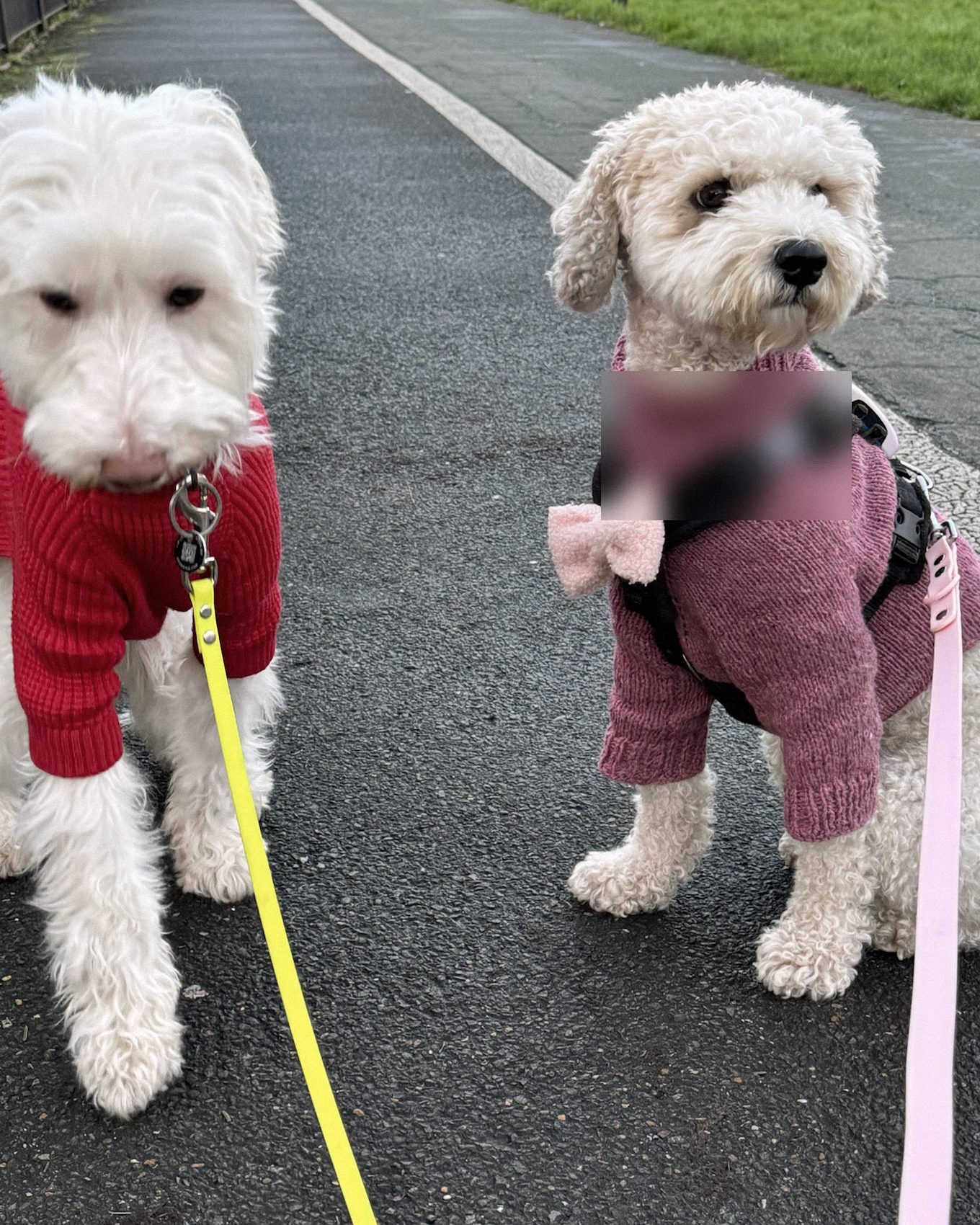 Two dogs in knitted jumpers sitting on a park path