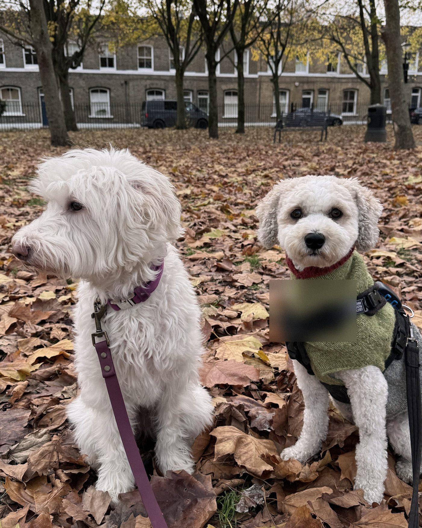 Two dogs sitting in autumn leaves