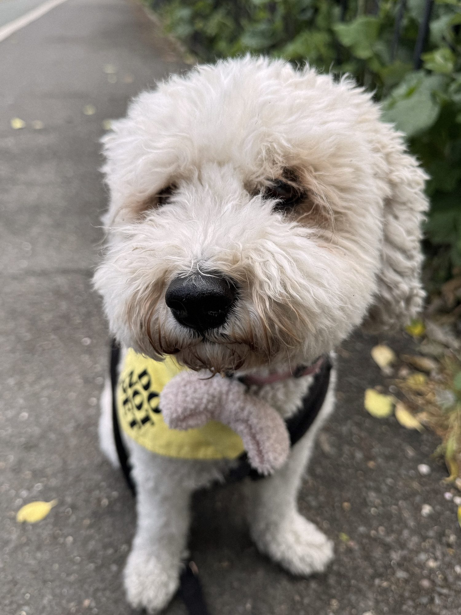 A curly dog in a yellow bandana on an autumn path